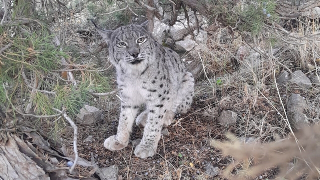 Van'da nesli tehlike altında olan vaşak görüntülendi
