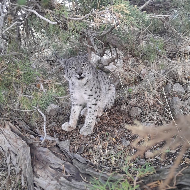Van'da nesli tehlike altında olan vaşak görüntülendi