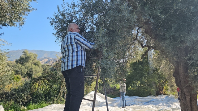 Aydın'da zeytin hasadı sürüyor
Kaymakam Kan, zeytin hasadına katıldı