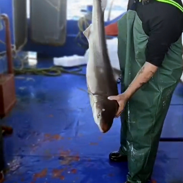 Balıkçı, ağına takılan camgöz köpek balığını yeniden suya bıraktı