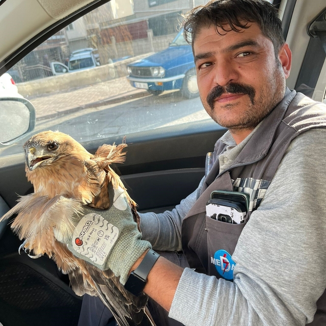 Kırşehir'de yaralı halde bulunan şahin tedavi altına alındı