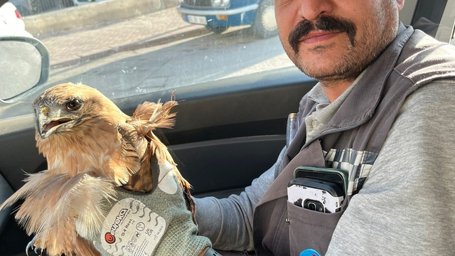 Kırşehir'de yaralı halde bulunan şahin tedavi altına alındı