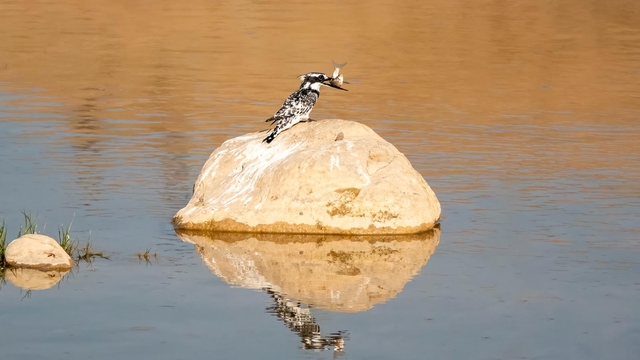 Adıyaman'da Alaca Yalıçapkını ilk kez görüntülendi