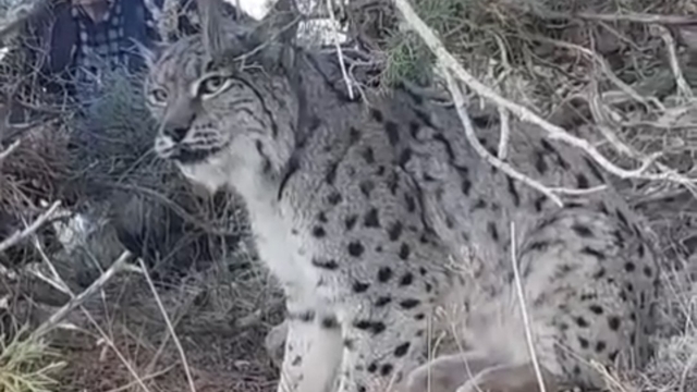 Van'da vaşak görüntülendi