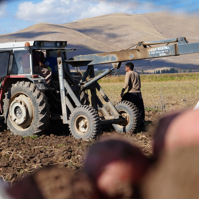 Bayburt'un Çayıryolu köyündeki patates hasadına İranlı işçiler destek veriy...