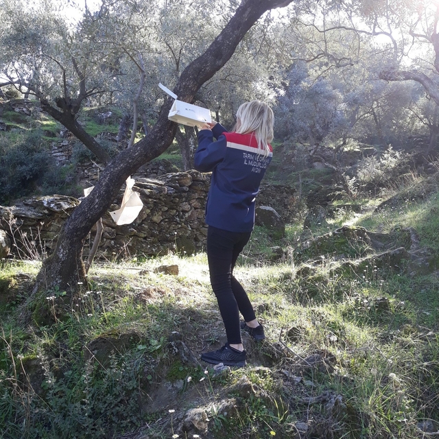 Söke'de zeytin sineği mücadelesi devam ediyor