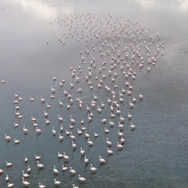 Urmiye Gölü kuruyunca flamingolar Van'a akın etti