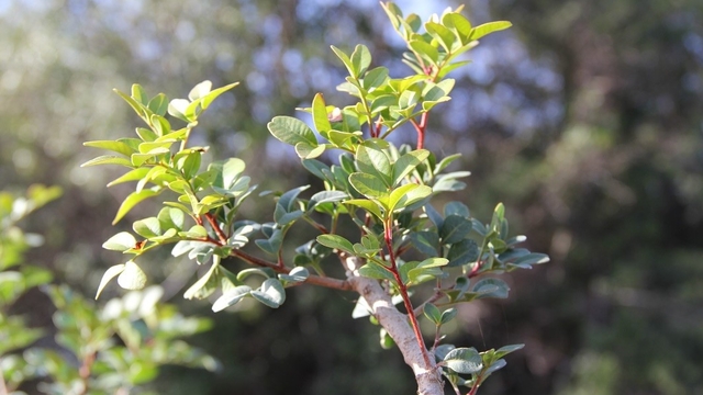 Muğla'da sakız üretimi güçleniyor, bin 500 aşılı fidan üreticiyle buluşuyor