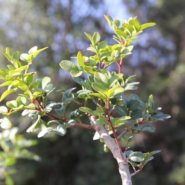 Muğla'da sakız üretimi güçleniyor, bin 500 aşılı fidan üreticiyle buluşuyor