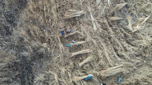 Sultan Sazlığı'ndan Avrupa'ya kamış ihracatı