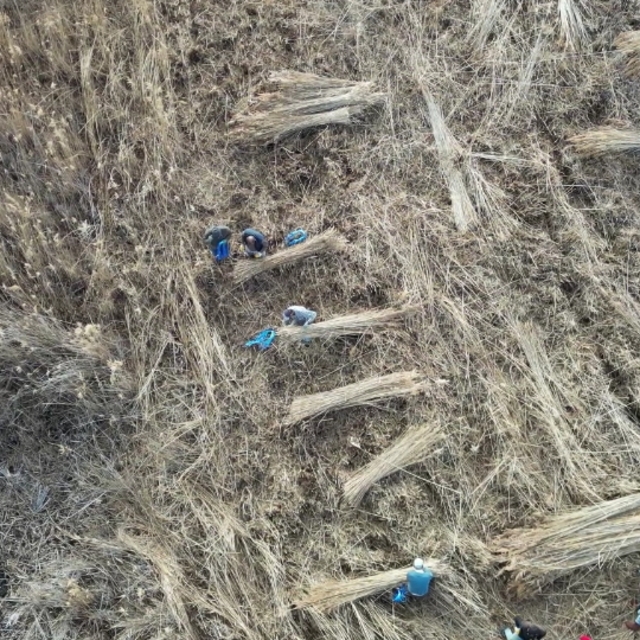 Sultan Sazlığı'ndan Avrupa'ya kamış ihracatı