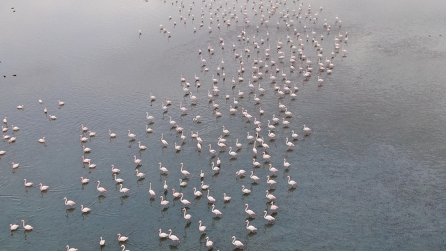 Urmiye Gölü kuruyunca flamingolar Van'a akın etti