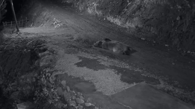 Mahalleliyi canından bezdiren ayının evinin önünde yattığını görünce kamyoneti ile peşine düştü
Eve girip karnını doyurdu, ardından çamur banyosu yaparken ev sahibine yakalandı