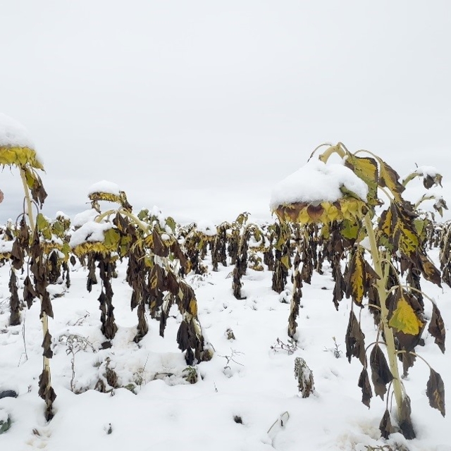 Profesörden karlı bir ayçiçeği tarlasında şaşırtan performans
Prof. Dr. Kav...