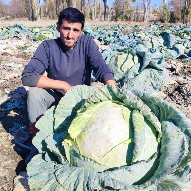 30 yıldır lahana üreten baba ve oğul, bölgeye organik ürün sunuyor