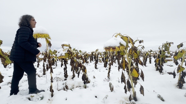 Profesörden karlı bir ayçiçeği tarlasında şaşırtan performans
Prof. Dr. Kavukcu'dan "Ego" performansı: Doğa, benlik ve varoluşa eleştirel bir bakış