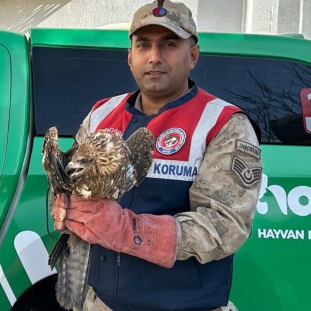 Kilis'te yaralı kızıl şahin koruma altına alındı