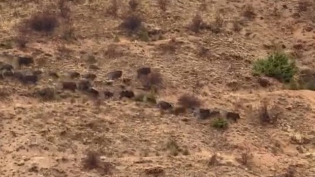 Elazığ'da domuz sürüsü görüntülendi