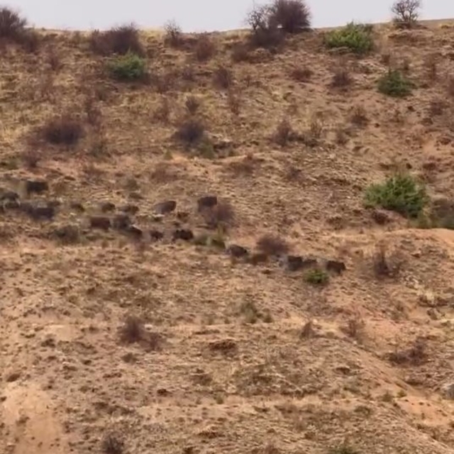 Elazığ'da domuz sürüsü görüntülendi