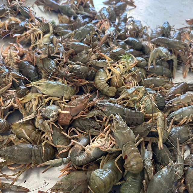 Eğirdir Gölü'nde Kerevit av yasağı başladı