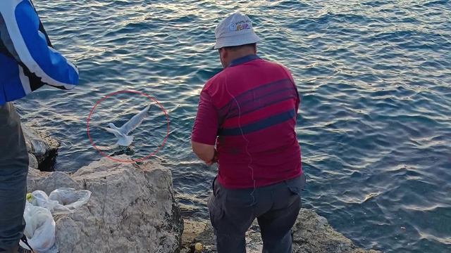 Oltaya bu kez balık yerine martı takıldı