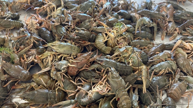 Eğirdir Gölü'nde Kerevit av yasağı başladı