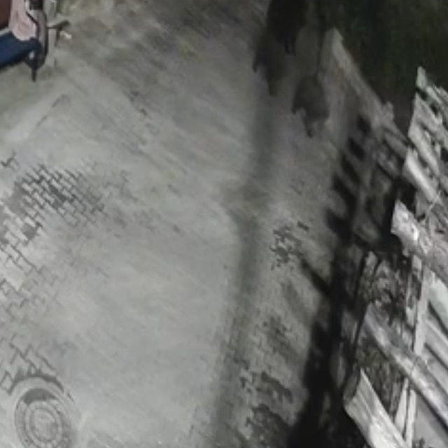 Yerleşim alanına inen ayılar köy sakininden korkup kaçtı