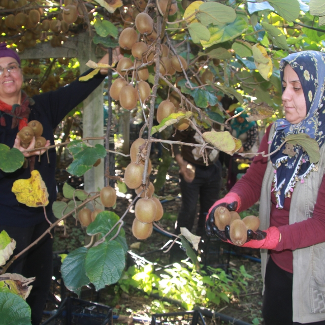 Ordu kivisinde rekolte hedefi 6 bin 200 ton: Ekonomiye katkısı yaklaşık 500...