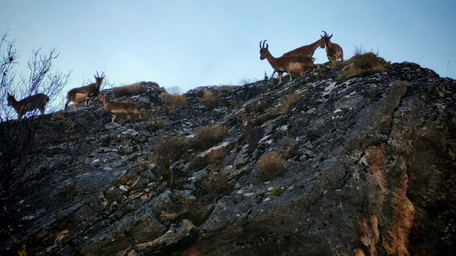 Tunceli'de yaban keçisi sürüsü yerleşim yerine indi