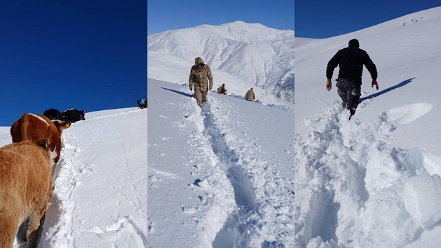 Dağda mahsur kalan 19 büyükbaş ekipler tarafından kurtarıldı