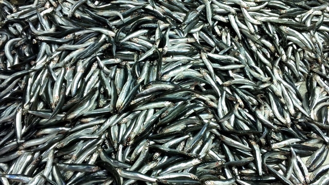 Zonguldak'ta balıkçılar 2,5 ayda 5 bin tonun üzerinde hamsi avladı