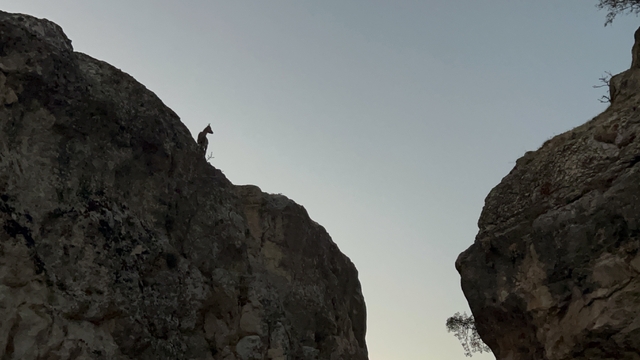 Tunceli'de koruma altındaki dağ keçileri görüntülendi