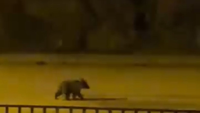 Caddede yavru bozayı görüntülendi