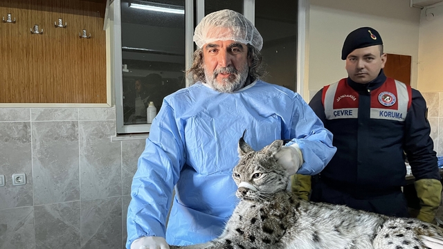 Van'da bitkin halde bulunan vaşak tedavi altına alındı