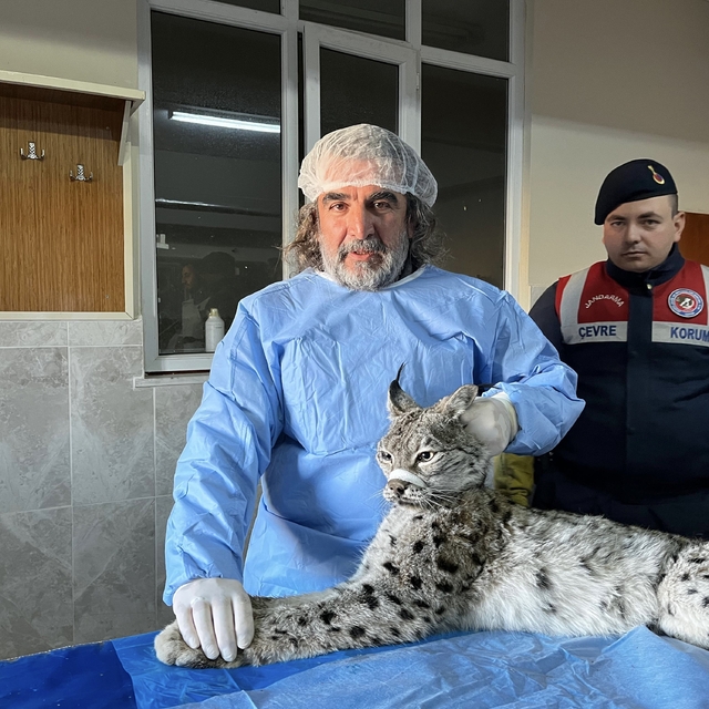 Van'da bitkin halde bulunan vaşak tedavi altına alındı