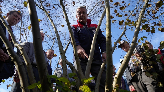Fındıkta çok dal, çok fındık anlamına gelmiyor
Samsunlu fındık üreticileri, budamada ustalaştı
