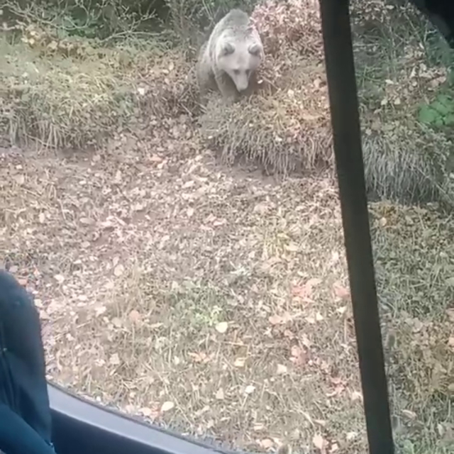 Yol kenarında gördükleri bozayıyı kameraya aldılar