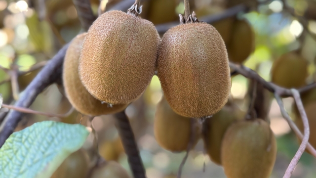 Tescilli Ordu kivisinde hasat sürüyor, 500 milyon TL kazanç hedefleniyor