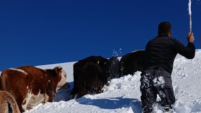 Hakkari'de karda kaybolan büyükbaş hayvanlardan bazıları bulundu