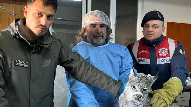 Van'da bulunan vaşak tedaviye alındı