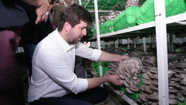 Tarsus ilçesinde kursiyerlerin yetiştirdiği istiridye mantarları hasat edildi