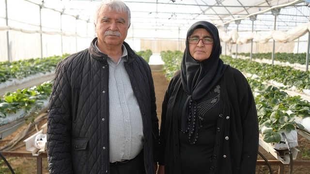 Niğde'de topraksız tarım yöntemiyle çilek üretimi kadın emeğiyle büyüyor