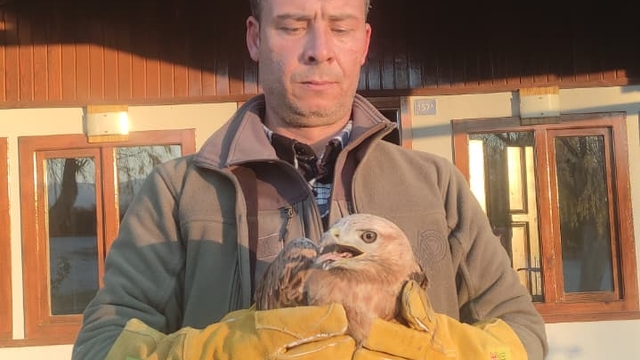 Yaralı halde bulunan kızıl şahin, tedaviye alındı