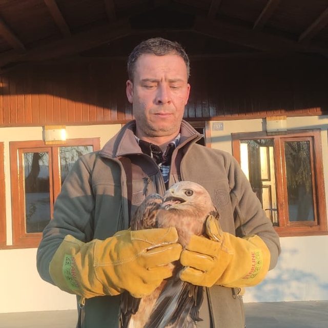 Yaralı halde bulunan kızıl şahin, tedaviye alındı