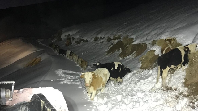 GÜNCELLEME - Hakkari'de kaybolan büyükbaş hayvanlar bulundu, mahsur kalan 4 kişi kurtarıldı