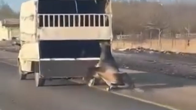Kamyonetin arkasına bağladığı atı dakikalarca sürükledi; o anlar kamerada