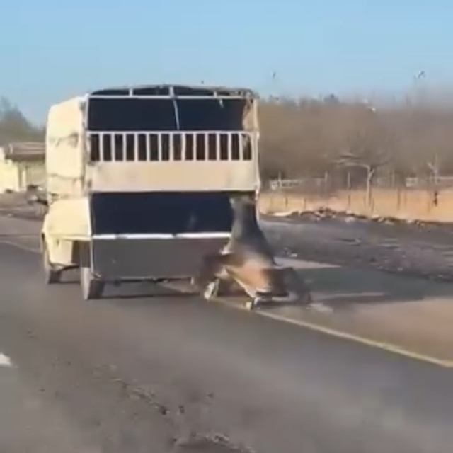 Kamyonetin arkasına bağladığı atı dakikalarca sürükledi; o anlar kamerada