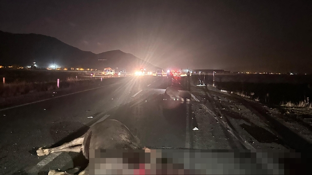 Muş'ta yola çıkan inekler kazaya neden oldu: 1 yaralı