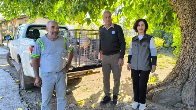 Hatay'da yaralı leylek tedavi altına alındı