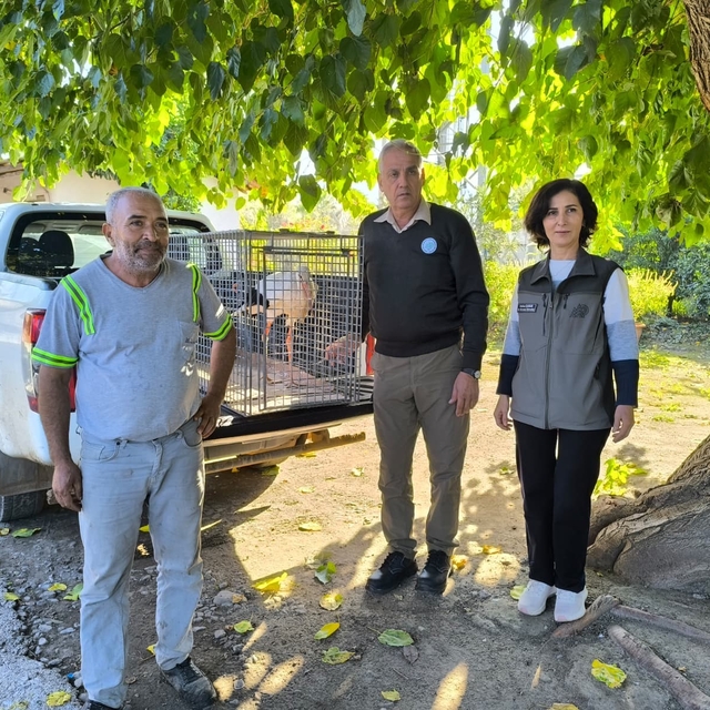 Hatay'da yaralı leylek tedavi altına alındı